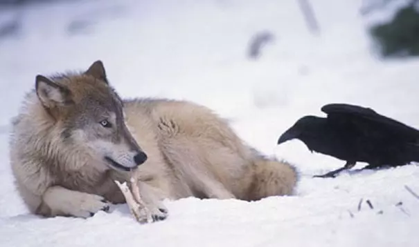 烏鴉根本是動物界裡最狂的流氓 看到「屁屁」還會有忍不住的怪癖