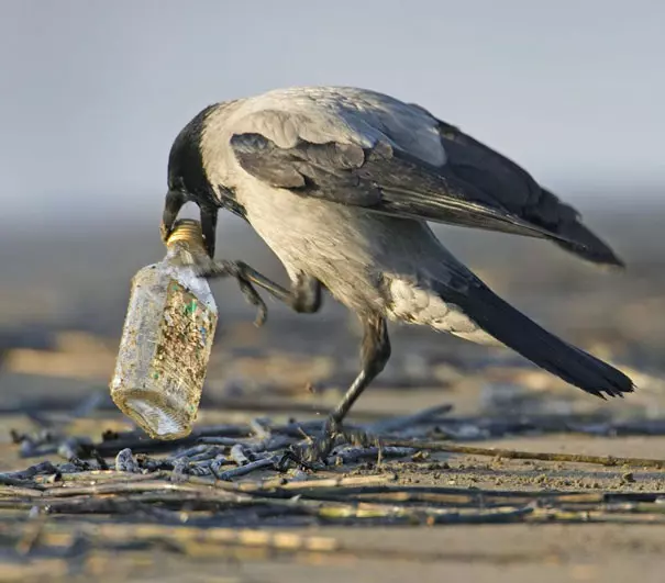烏鴉根本是動物界裡最狂的流氓 看到「屁屁」還會有忍不住的怪癖
