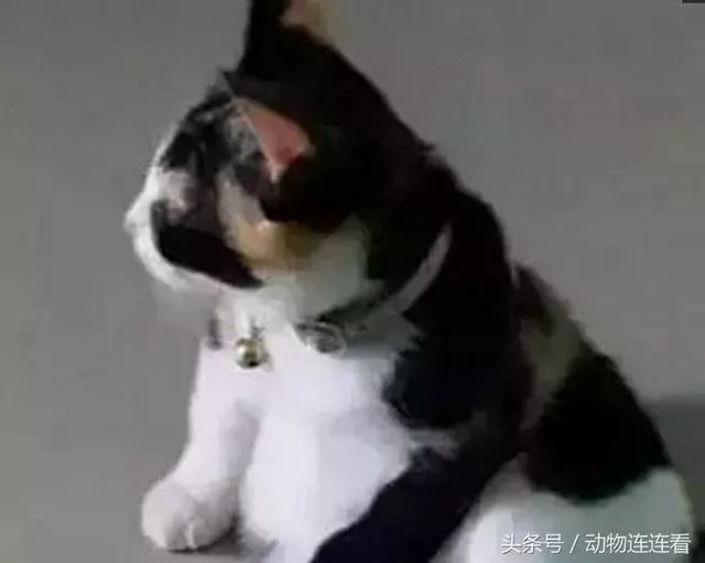 羨慕朋友領養的貓「背影好優雅」 一看它轉頭卻笑噴:熊貓你親戚?