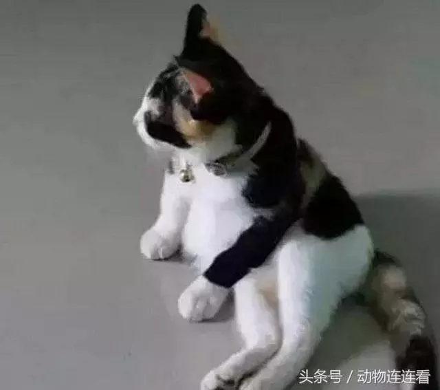 羨慕朋友領養的貓「背影好優雅」 一看它轉頭卻笑噴:熊貓你親戚?