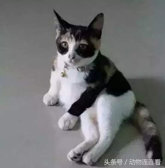 羨慕朋友領養的貓「背影好優雅」 一看它轉頭卻笑噴:熊貓你親戚?