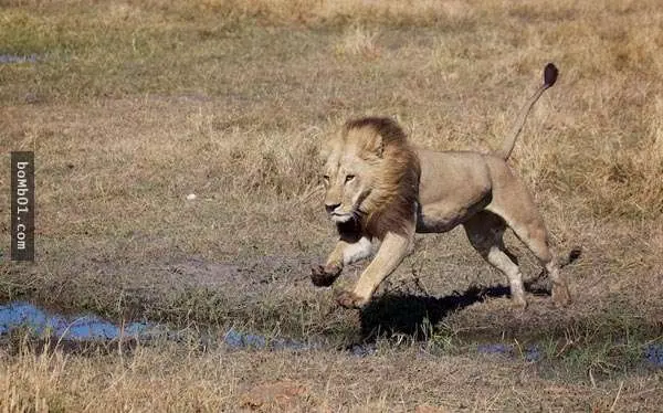 它就是「進化成雄獅模樣」的超MAN母獅子,經過研究後證明未來的動物世界會更精彩啊