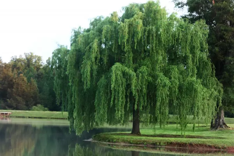 他們在山上發現3千年多的紅杉樹,走近一看,兩眼發直,忍不住驚叫!