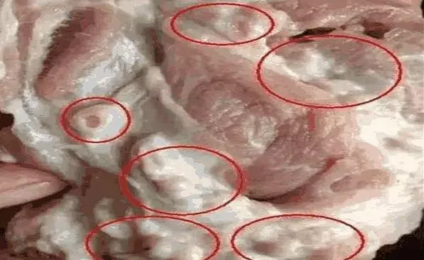 豬身上最髒的「器官」,含有大量的「癌細胞」,別忽視,否則癌症不請自來!