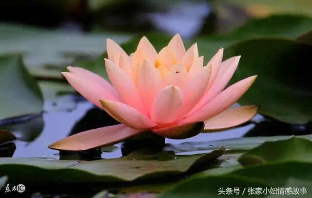 娶老婆就是為了洗衣做飯生孩子的,你要是不幹活我娶你有什麼用?
