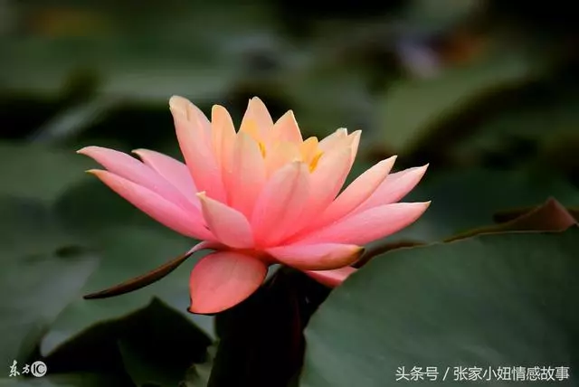 娶老婆就是為了洗衣做飯生孩子的,你要是不幹活我娶你有什麼用?