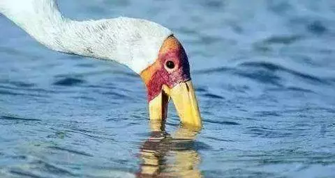 一隻鳥正在捕魚,突然出現一隻鱷魚張開嘴,接下來一幕不可思議!