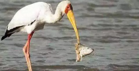 一隻鳥正在捕魚,突然出現一隻鱷魚張開嘴,接下來一幕不可思議!