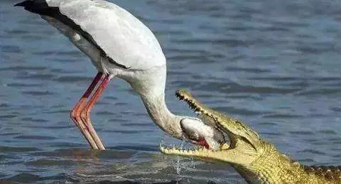 一隻鳥正在捕魚,突然出現一隻鱷魚張開嘴,接下來一幕不可思議!