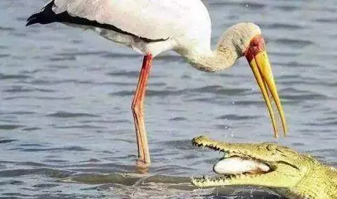 一隻鳥正在捕魚,突然出現一隻鱷魚張開嘴,接下來一幕不可思議!