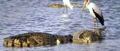 一隻鳥正在捕魚,突然出現一隻鱷魚張開嘴,接下來一幕不可思議!