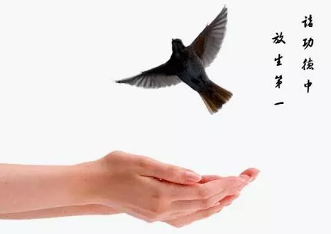 買動物「放生」丟入海 善事還是殺生? 救護員趕到現場一片悽慘!