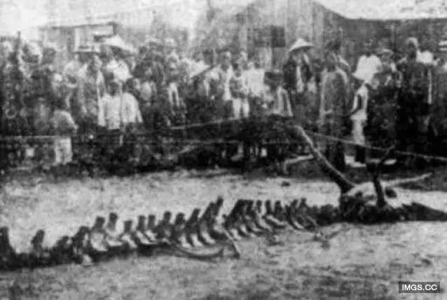 有圖有真相! 蛟龍曾在1934年於遼寧出現