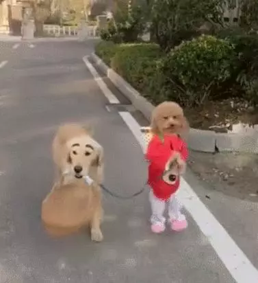 泰迪為什麼會站著走路?泰迪犬站著走路的危害有哪些?