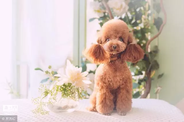 泰迪為什麼會站著走路?泰迪犬站著走路的危害有哪些?
