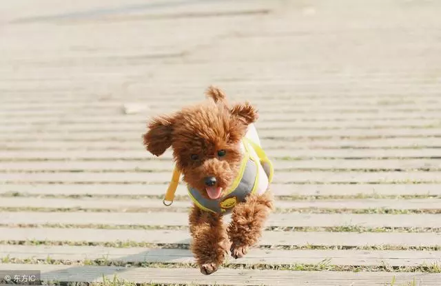 泰迪為什麼會站著走路?泰迪犬站著走路的危害有哪些?