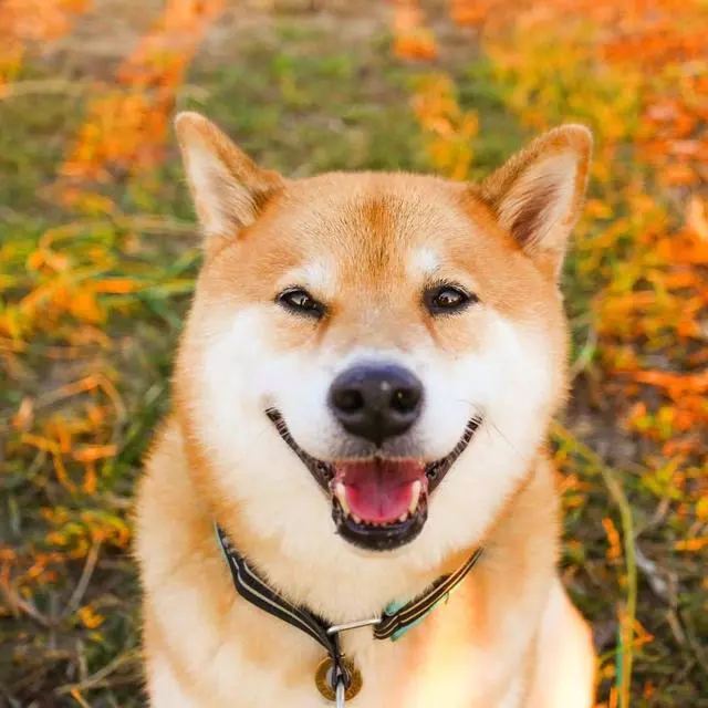狗狗眼睛,如果出現這6種情況,說明它生病了