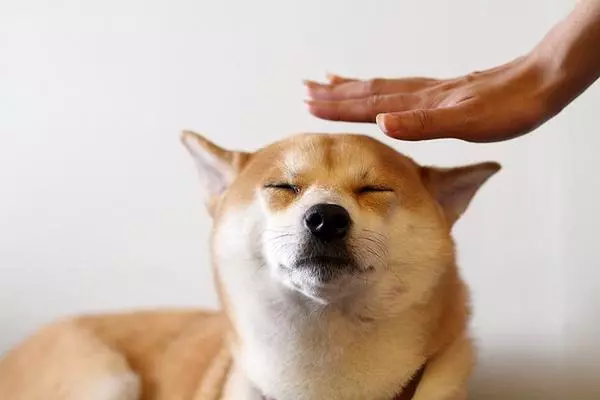 狗狗眼睛,如果出現這6種情況,說明它生病了