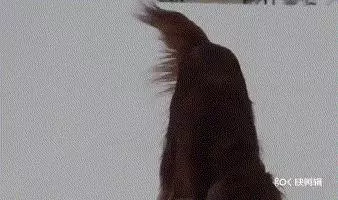對人最友好的十種狗狗排名