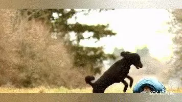 對人最友好的十種狗狗排名