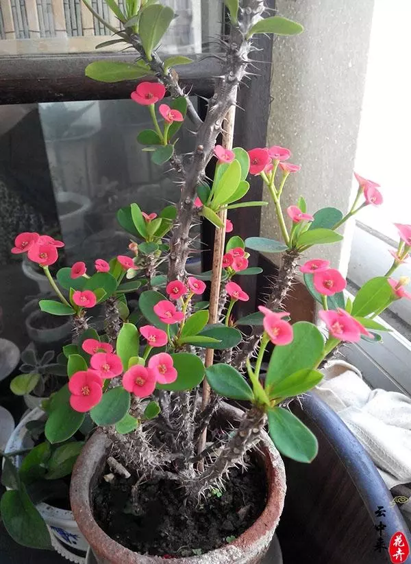 千萬不要種養在家中或陽台上,特別是臥室,若家中有哮喘病人,讓病人感到不舒服,嚴重者會影響自身病情