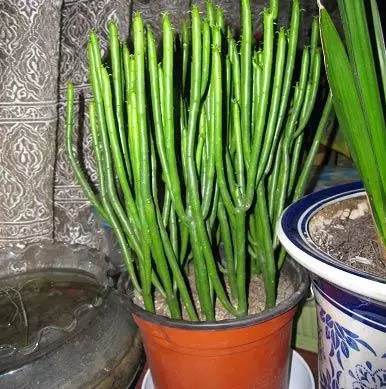 千萬不要種養在家中或陽台上,特別是臥室,若家中有哮喘病人,讓病人感到不舒服,嚴重者會影響自身病情