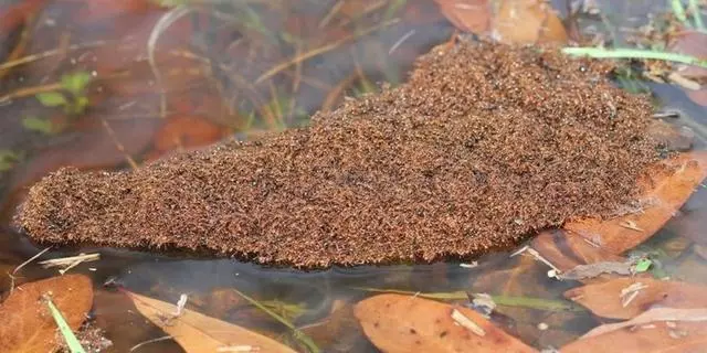 全球氣候暖化不斷加劇,紅火蟻將成未來統治地球霸主?