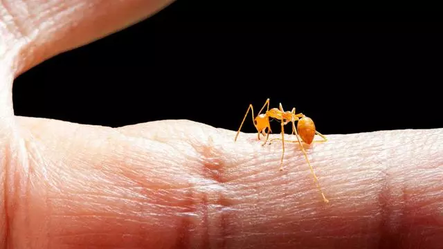 全球氣候暖化不斷加劇,紅火蟻將成未來統治地球霸主?