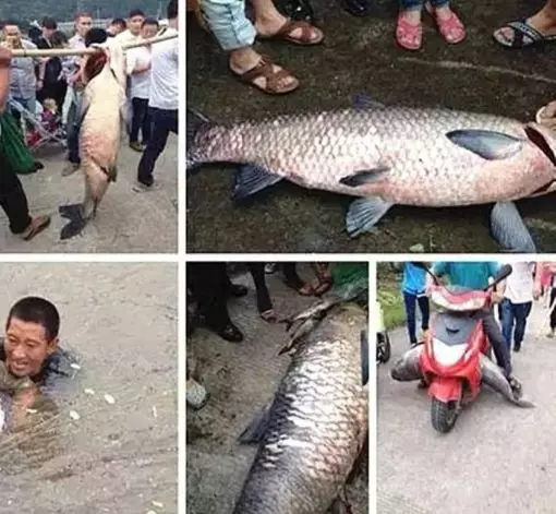 驚!180斤「魚王」被殘殺後,竟化為怨靈報復12個村子……因果何曾饒過誰?