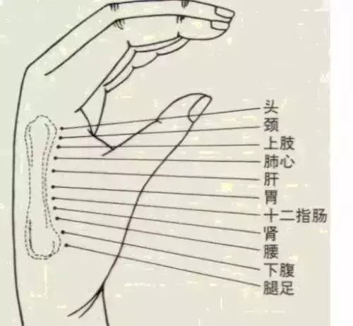 身體好不好,摸「這塊骨頭」就知道!