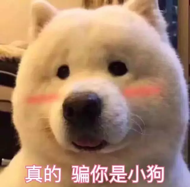 無效的打罵懲罰,對狗來說就是虐待