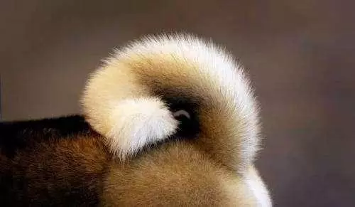 狗狗的怪異行為大詳解,狗狗為何喜歡先轉圈再趴下