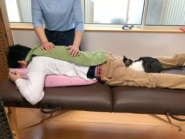 日本貓咖推出推拿服務,然而店貓卻喜歡給正骨師搗亂