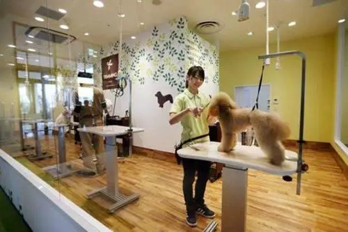 開始打擊不人道繁殖,新法元旦實行,寵物店只能出售救助動物