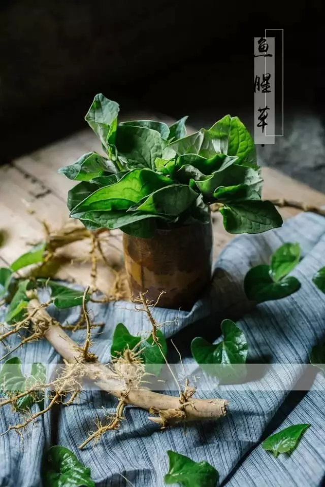 生活中天然的消炎藥,效果極佳,你知道有哪些