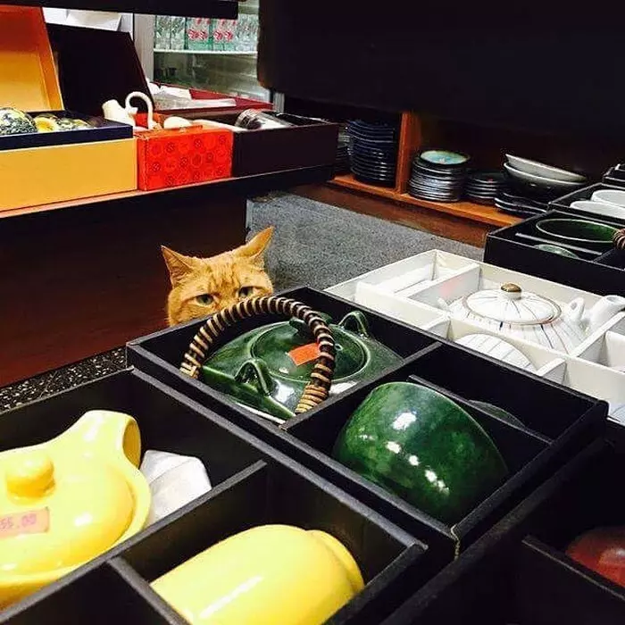 泥付錢了嗎? 橘色浪喵「被撿來當店長」好盡責 9年無休成為鎮店之寶