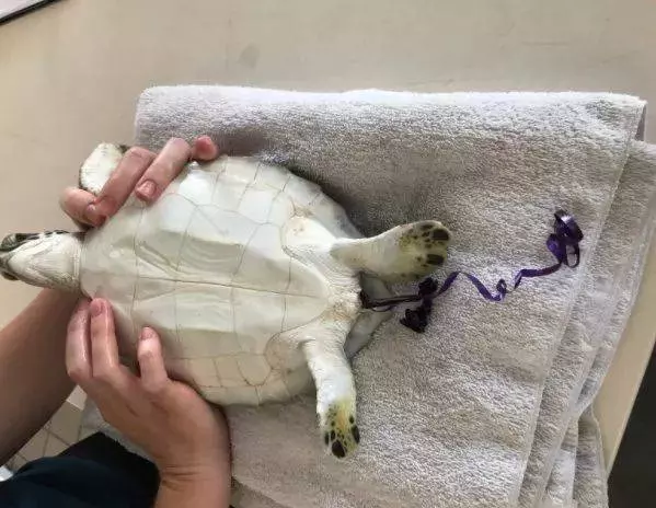 他們探勘世界最深的海底,拍下了這些令人從頭涼到腳的畫面