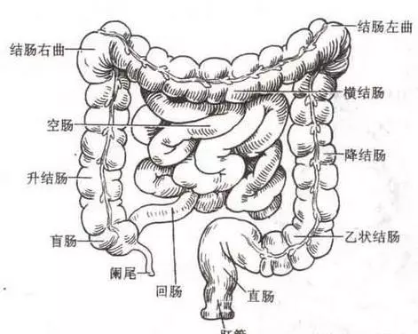 每天早晨喝一杯【清腸水】,口臭、色斑、大肚腩都【逼走】,氣色好人年輕