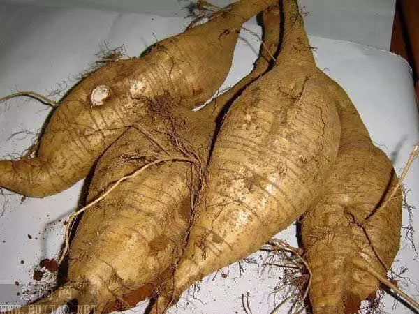 天然的肝髒「解毒王」, 日常生活多吃一點,肝毒排得一干二淨