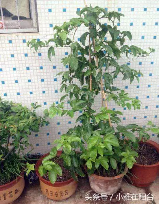 種了百香果開花不結果,教你一招妙法,15天就結果咧