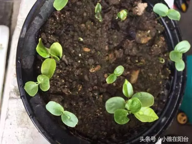 種了百香果開花不結果,教你一招妙法,15天就結果咧
