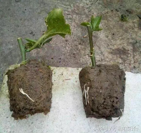 種了百香果開花不結果,教你一招妙法,15天就結果咧
