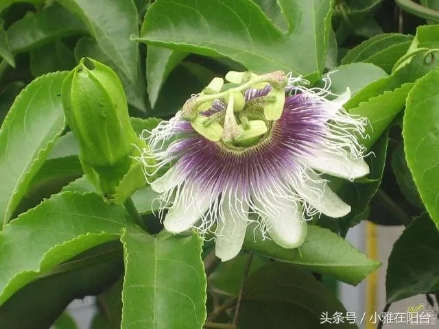 種了百香果開花不結果,教你一招妙法,15天就結果咧