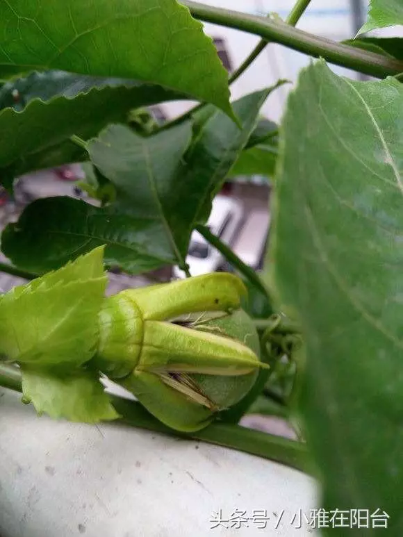 種了百香果開花不結果,教你一招妙法,15天就結果咧
