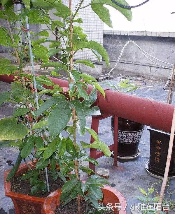 種了百香果開花不結果,教你一招妙法,15天就結果咧