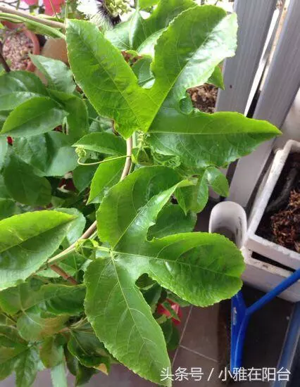 種了百香果開花不結果,教你一招妙法,15天就結果咧