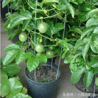 種了百香果開花不結果,教你一招妙法,15天就結果咧