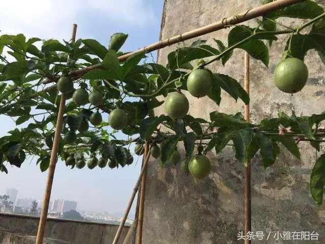 種了百香果開花不結果,教你一招妙法,15天就結果咧