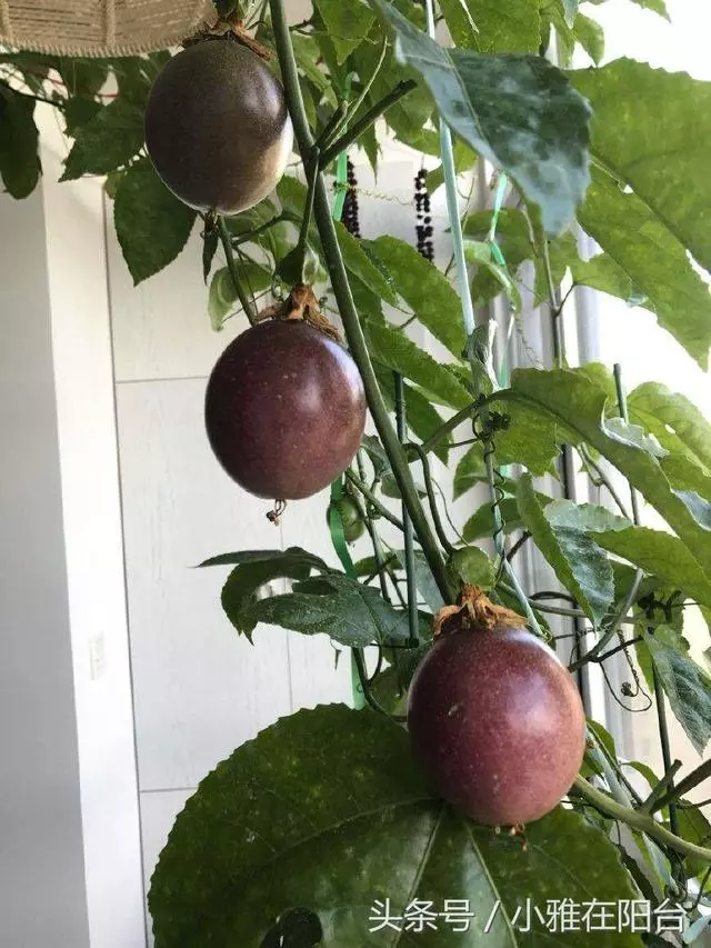 種了百香果開花不結果,教你一招妙法,15天就結果咧