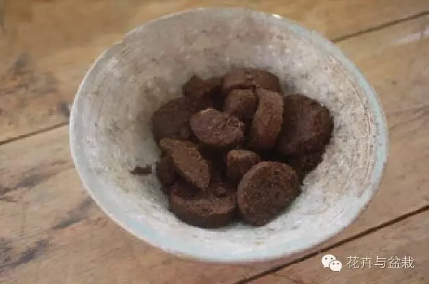 蛋殼養花太妙了,開花多又大,但很多人都用錯了方法!